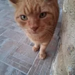 πέτρινο σπίτι-stone House Kostas * Koíta