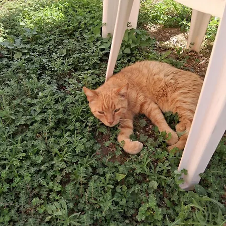 Ferienhaus πέτρινο σπίτι-stone House Kostas