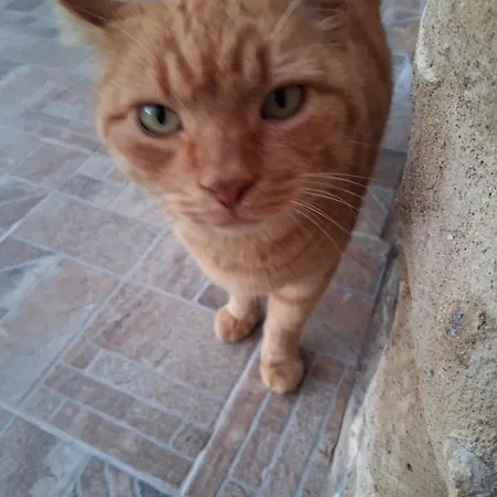 πέτρινο σπίτι-stone House Kostas * Koita