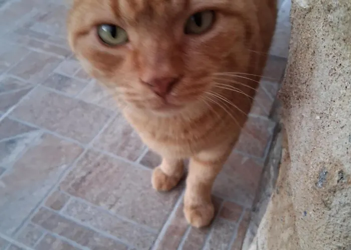 πέτρινο σπίτι-stone House Kostas * Koíta