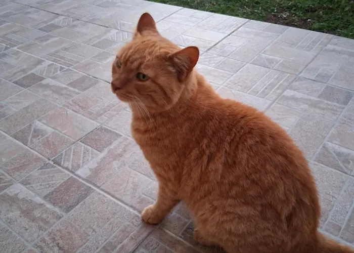 πέτρινο σπίτι-stone House Kostas *